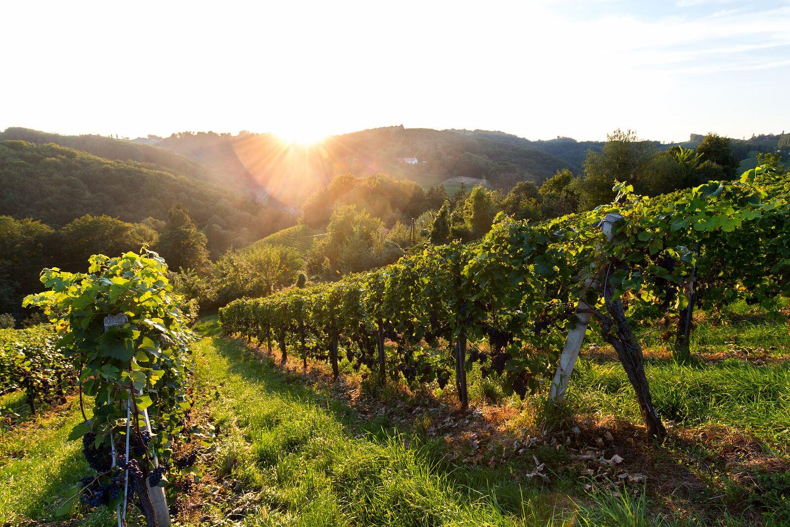Vinobraní v západním Štýrsku: Kdy a jak se ho můžete zúčastnit